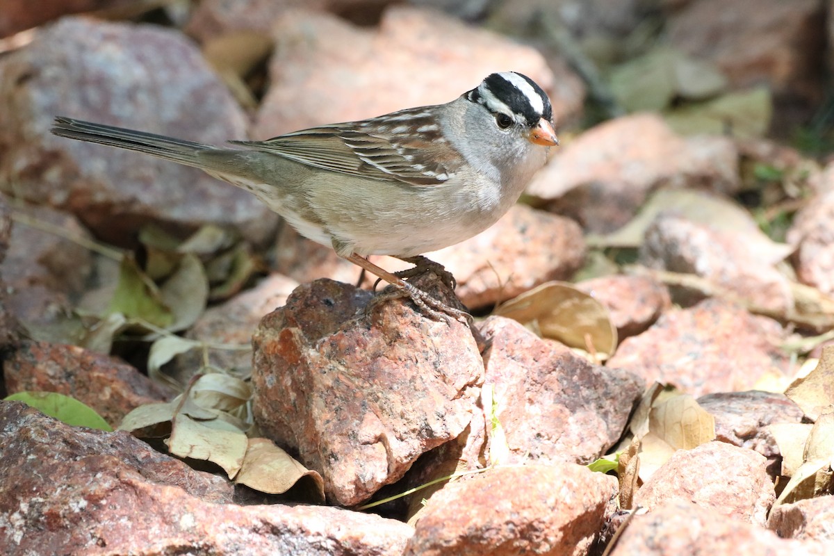 White-crowned Sparrow - ML333529531