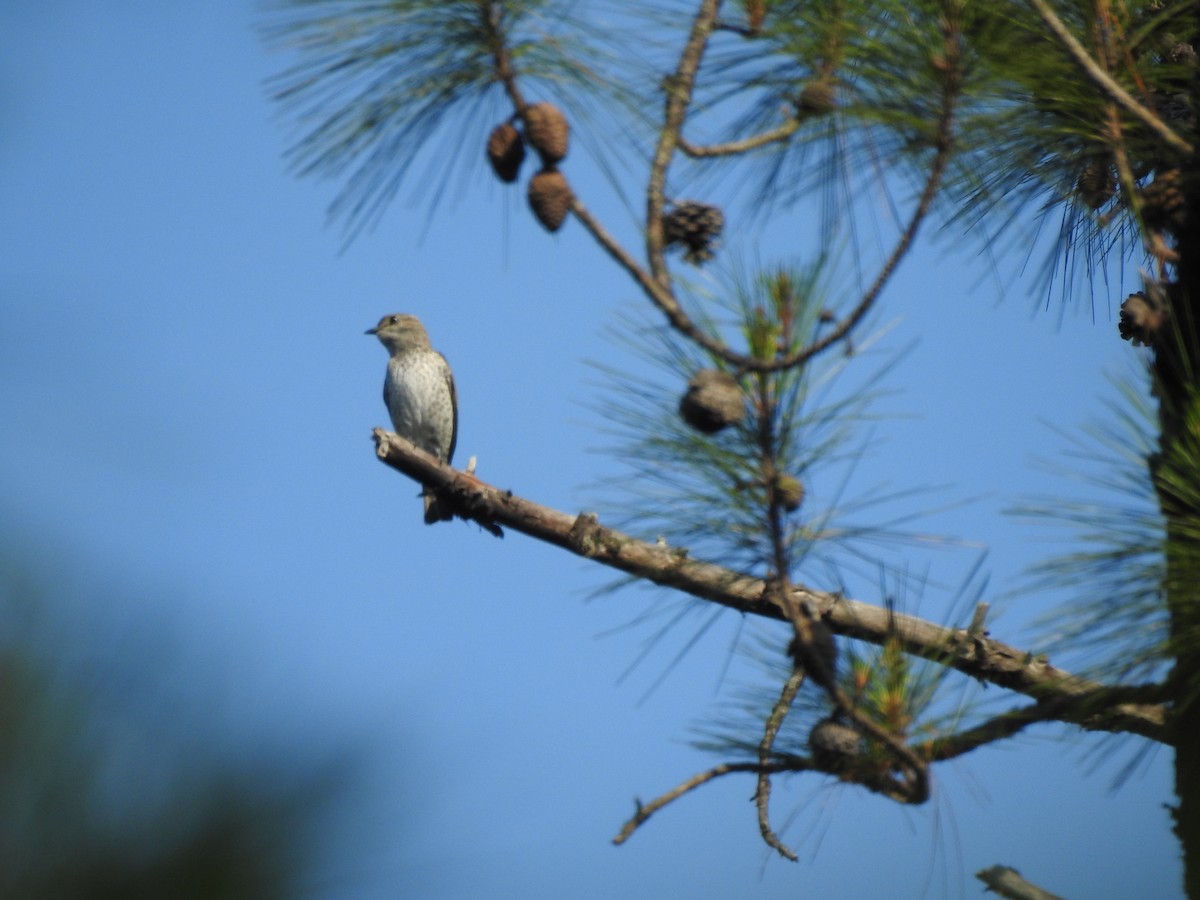 Lovely Cotinga - ML333530201