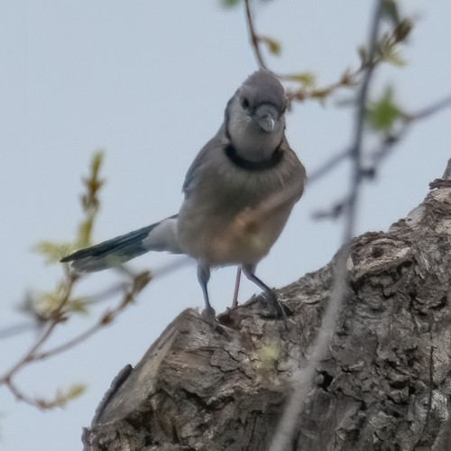 Blue Jay - ML333530301