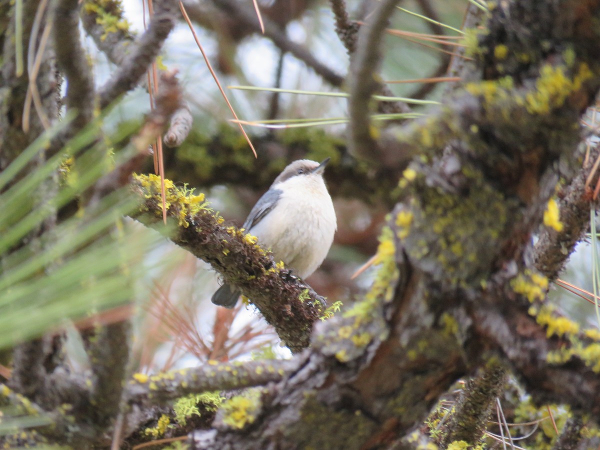 Pygmy Nuthatch - Anonymous