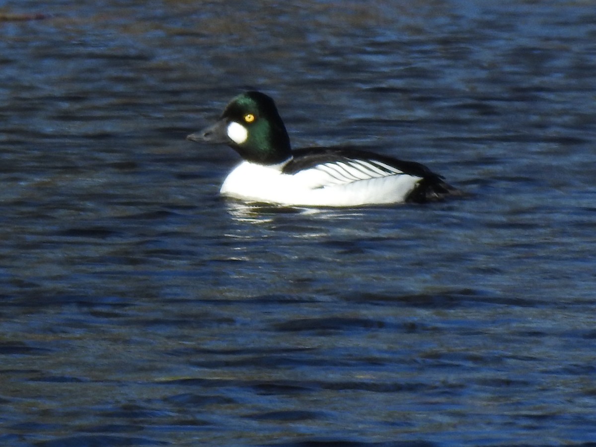 Common Goldeneye - ML333531741