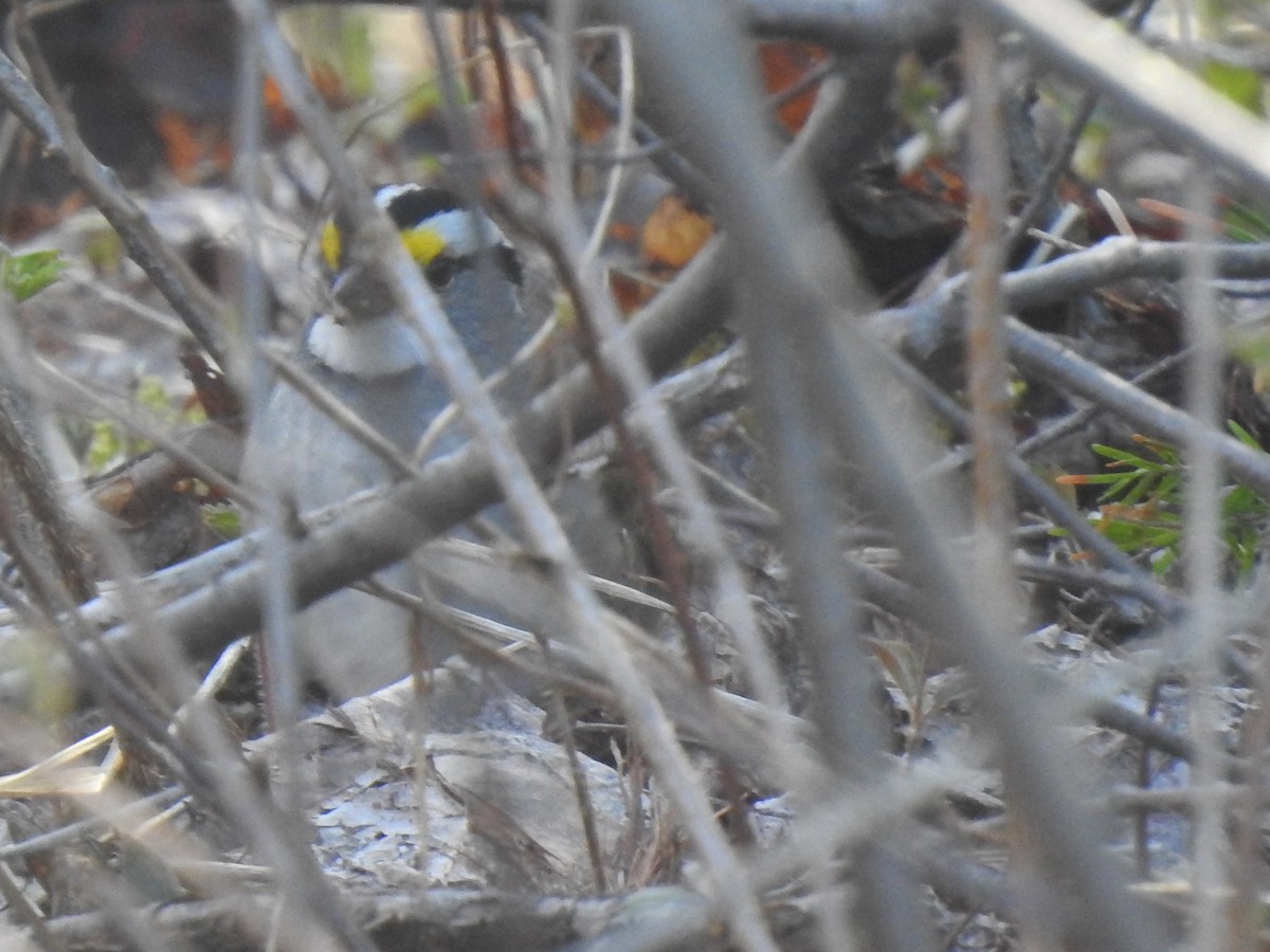White-throated Sparrow - ML333532121