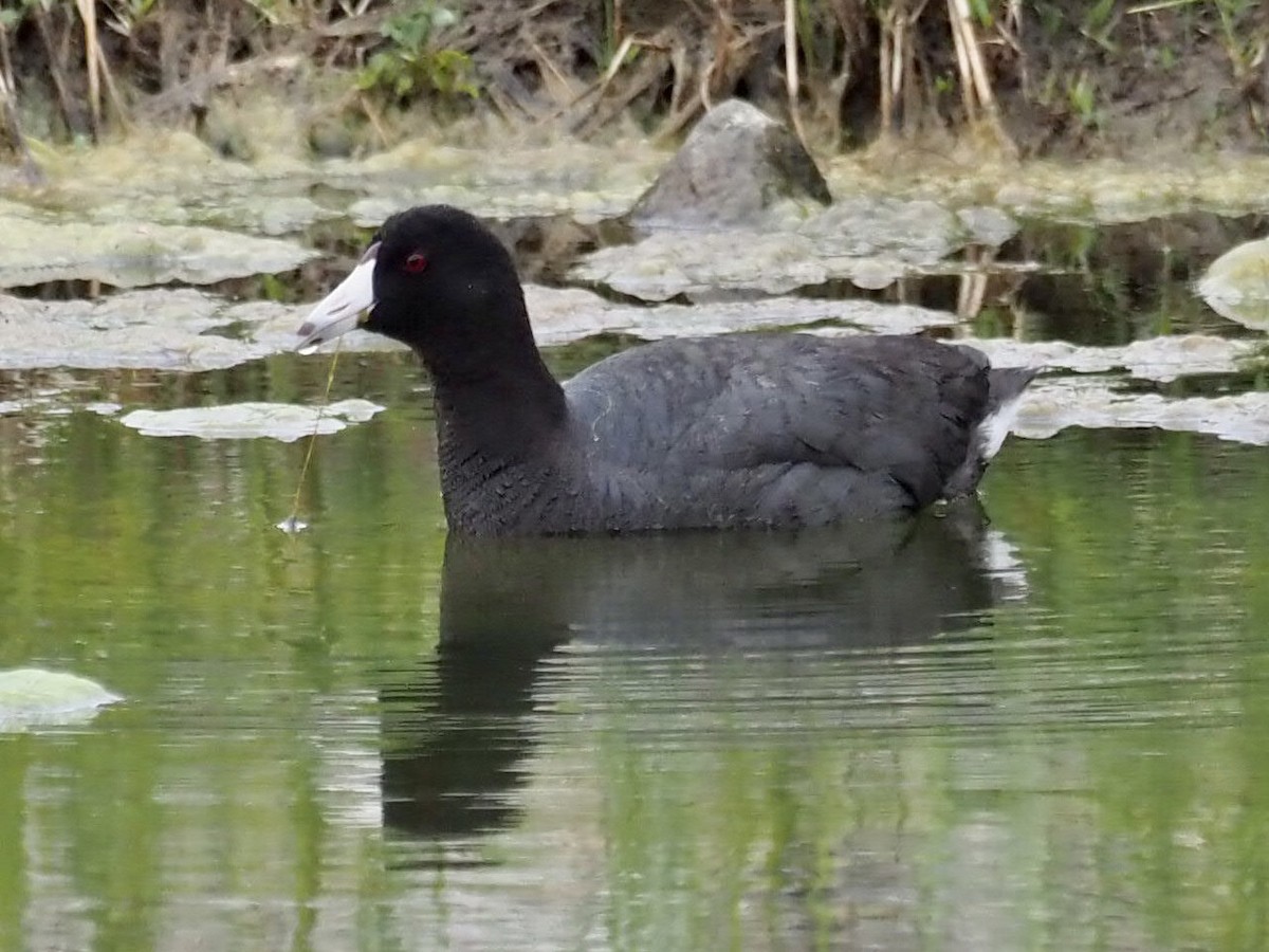 American Coot - ML333532551