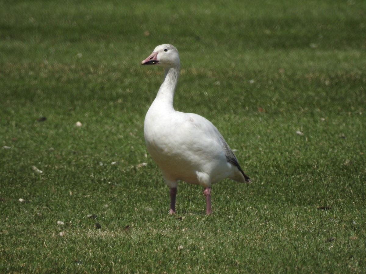 Snow Goose - ML333532571