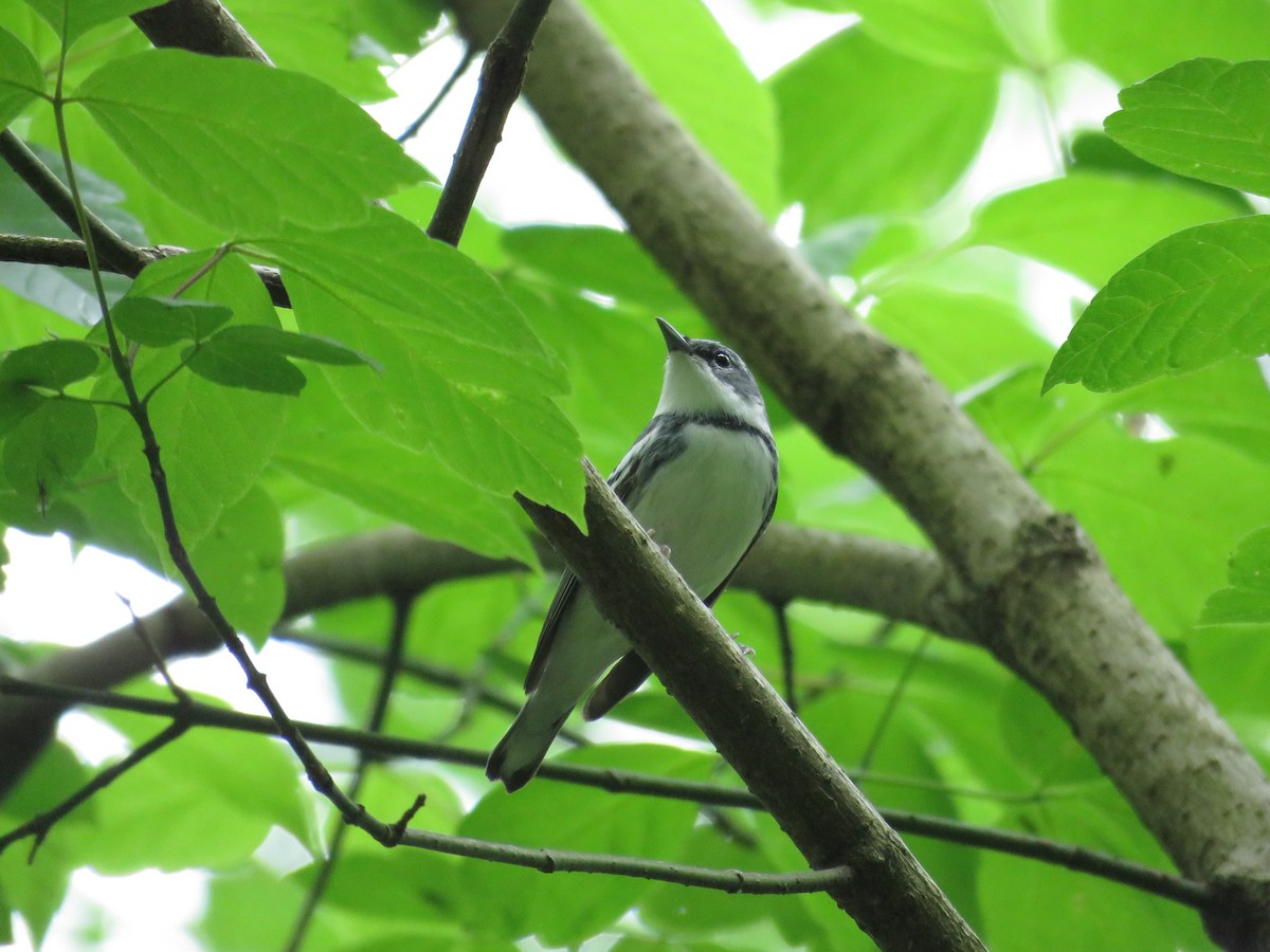 Blauwaldsänger - ML333533551