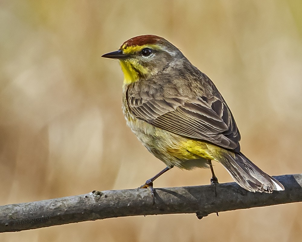 Palm Warbler (Western) - ML333537401