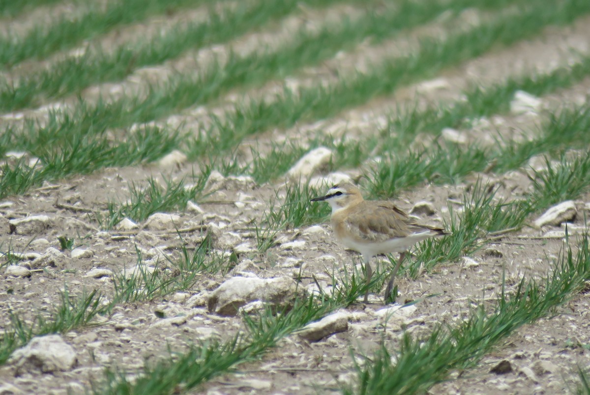 Mountain Plover - Michael Willison