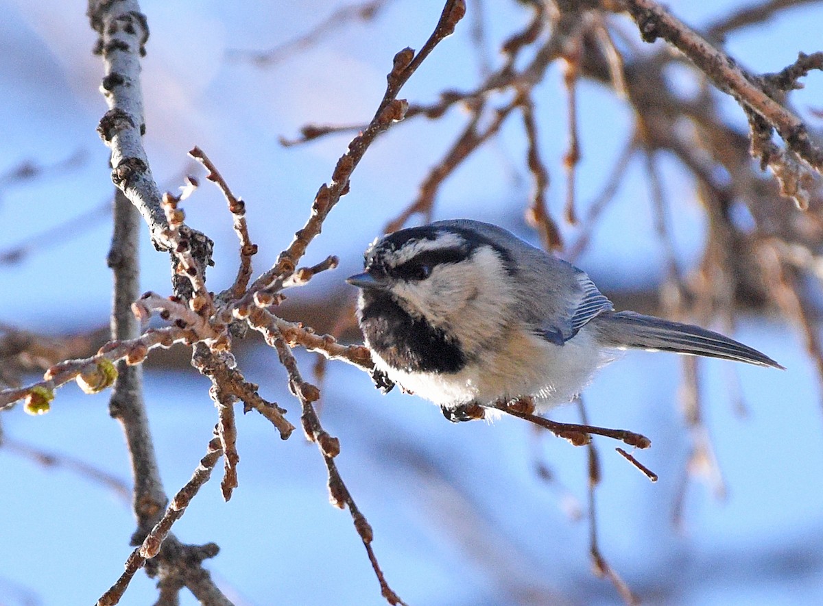 Mountain Chickadee - ML333539851