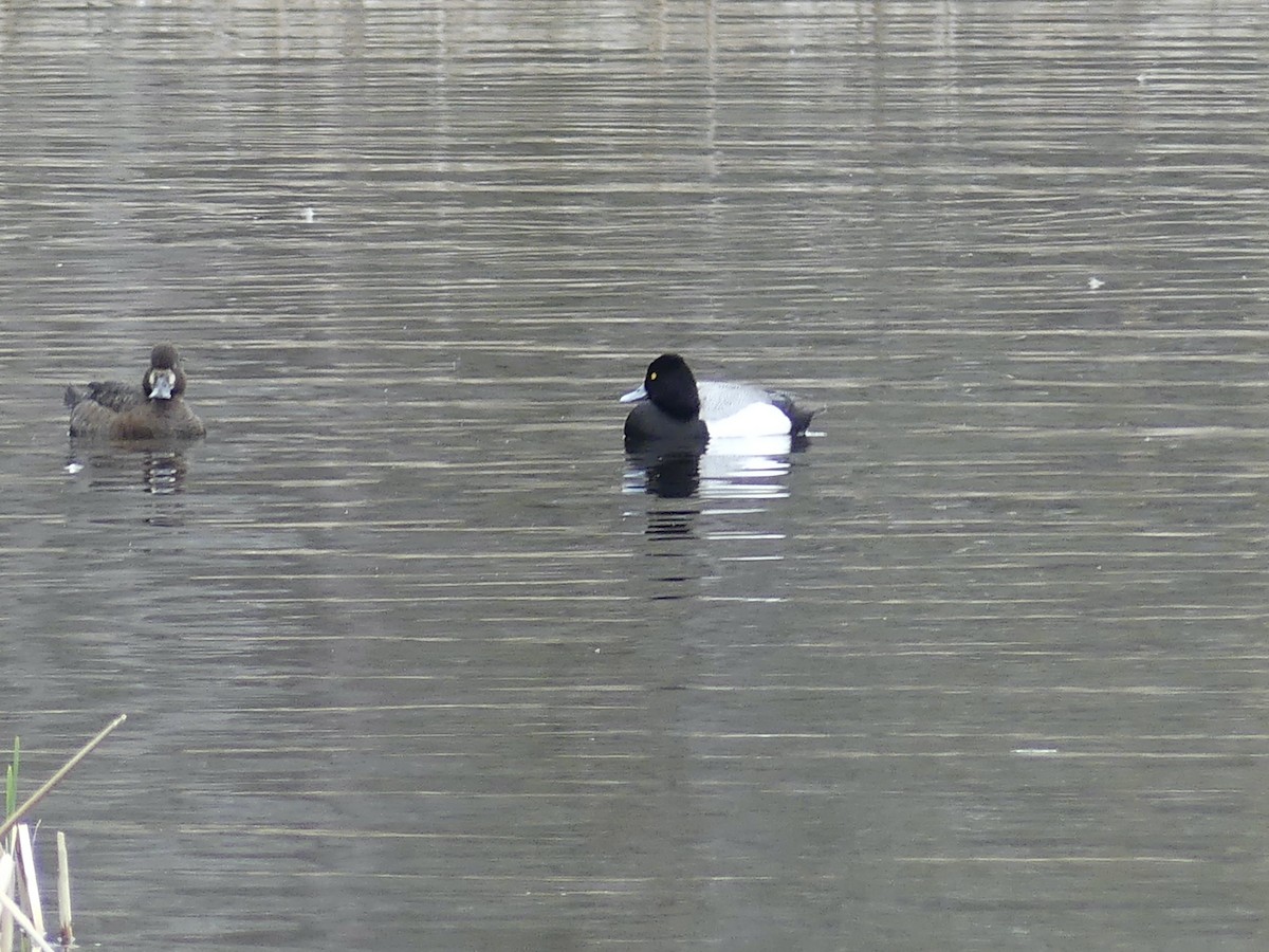 Greater Scaup - ML333540531