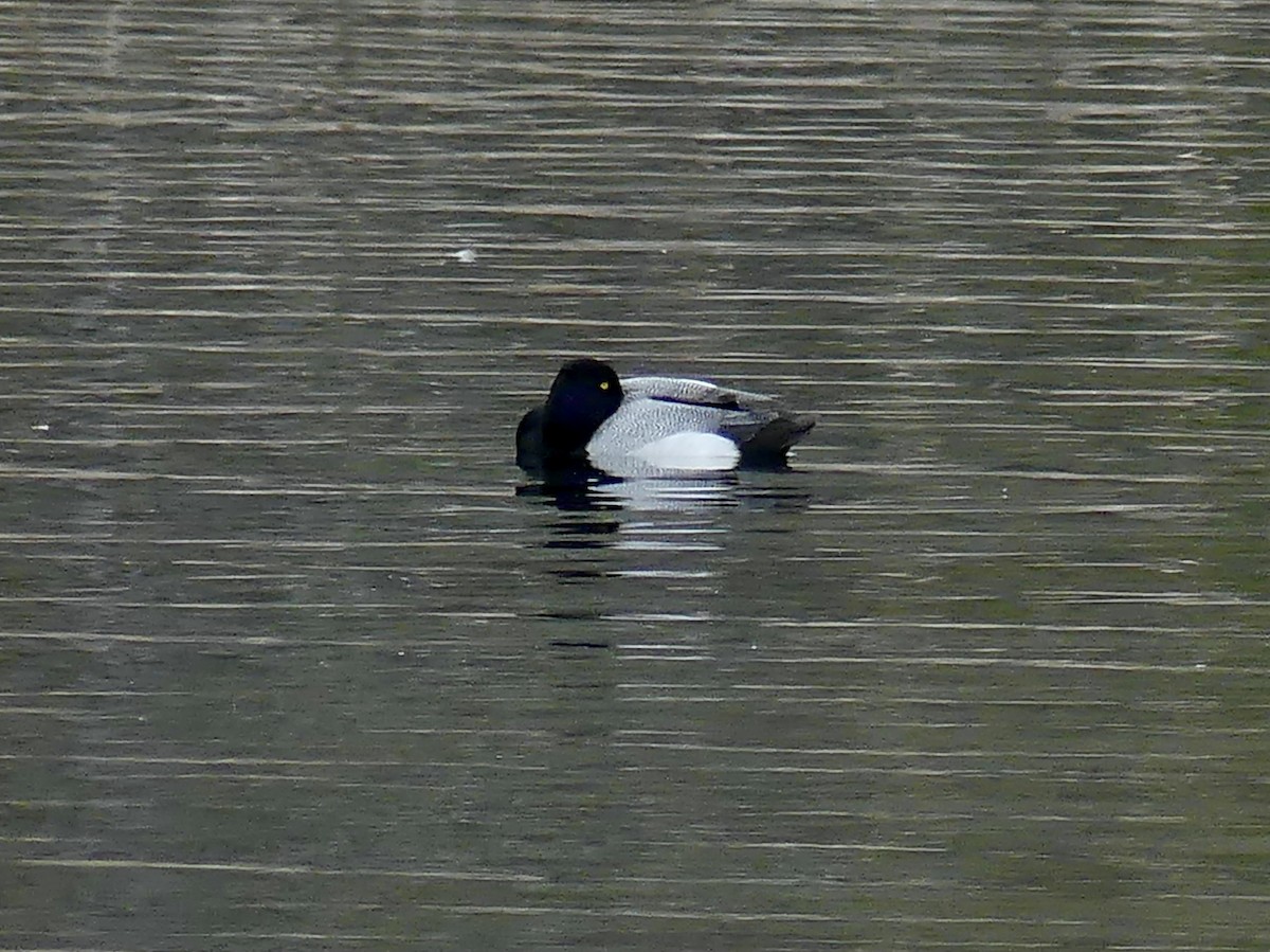Greater Scaup - ML333540541