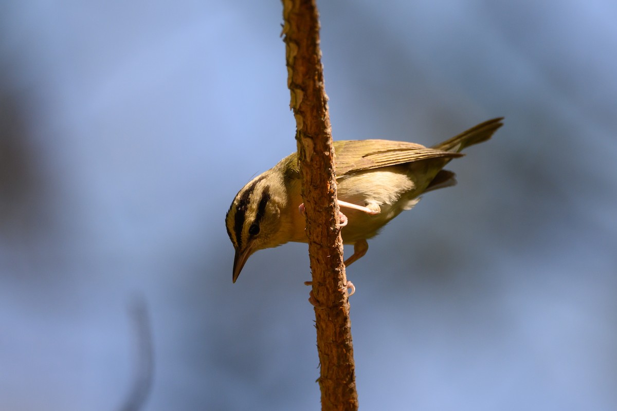 Worm-eating Warbler - ML333541401