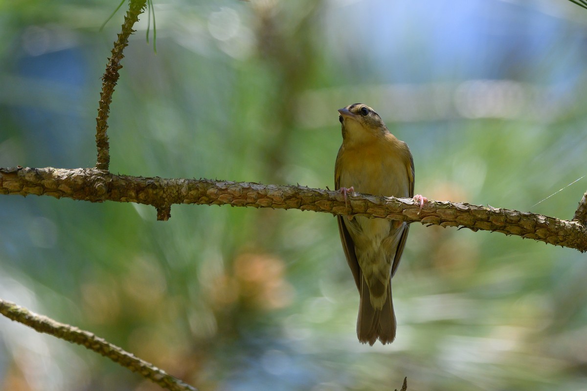 Worm-eating Warbler - ML333541421