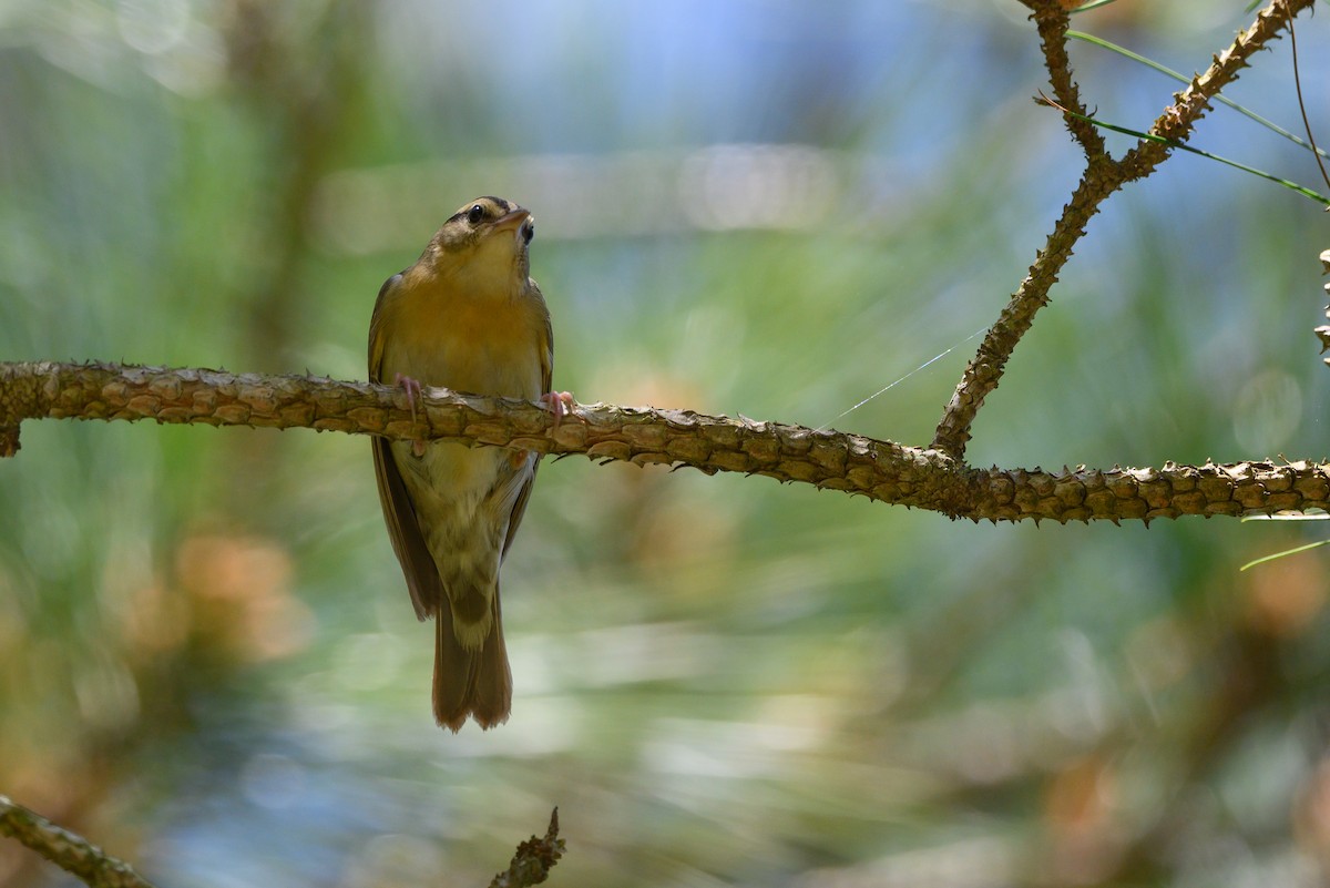 Worm-eating Warbler - ML333541431