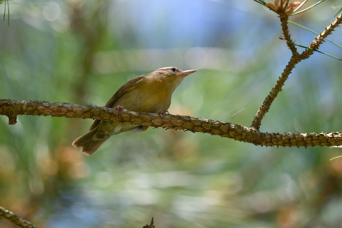 Worm-eating Warbler - ML333541441