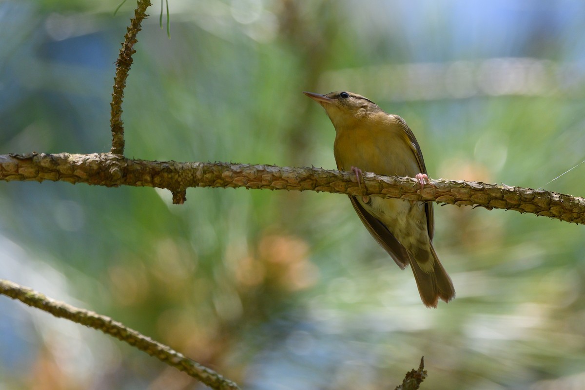 Worm-eating Warbler - ML333541461