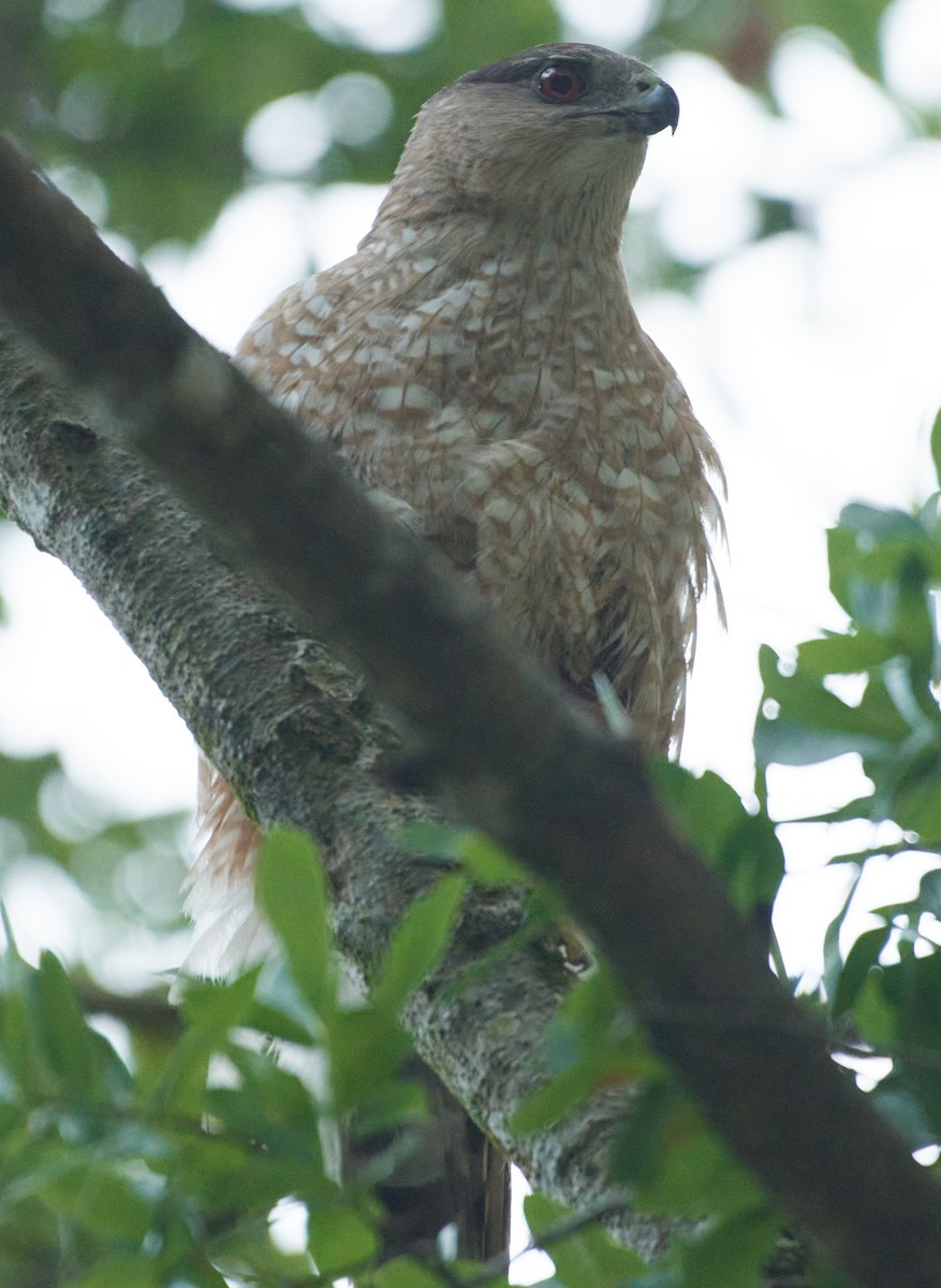 Cooper's Hawk - ML333541491