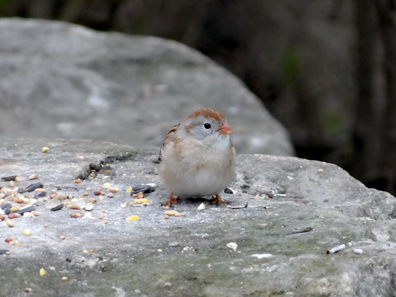 Field Sparrow - ML333541531