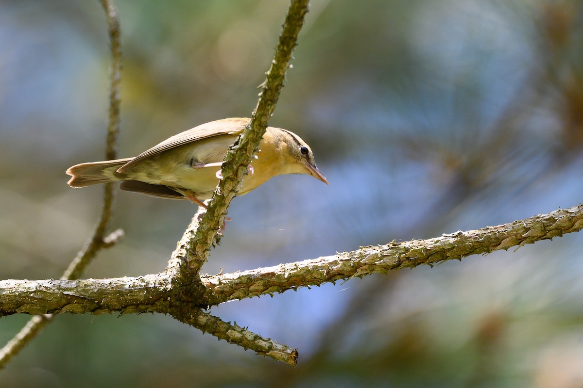 Worm-eating Warbler - ML333541581