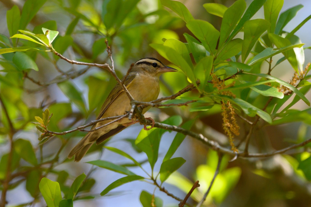 Worm-eating Warbler - ML333541601