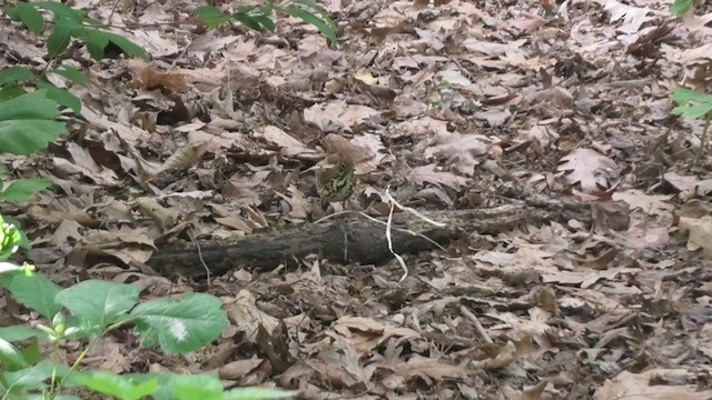 Wood Thrush - ML333542891