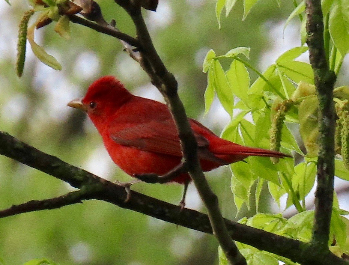Summer Tanager - Vickie Park