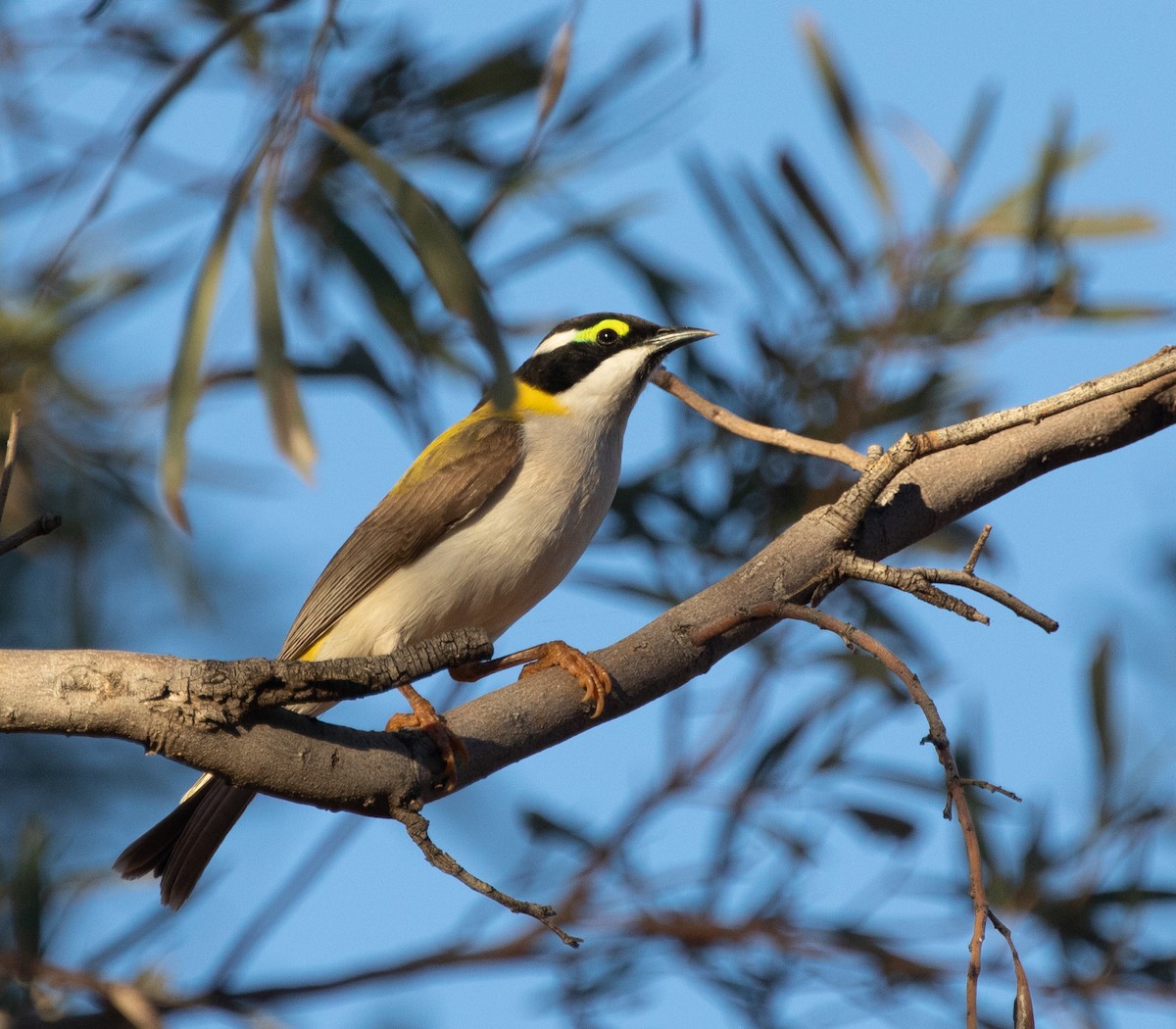 Black-chinned Honeyeater (Golden-backed) - ML333543281