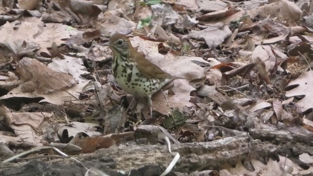 Wood Thrush - ML333543721