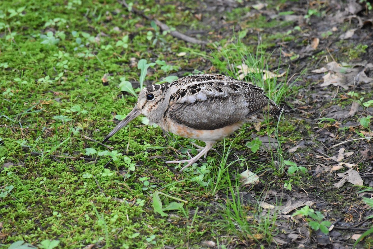 American Woodcock - ML333544921