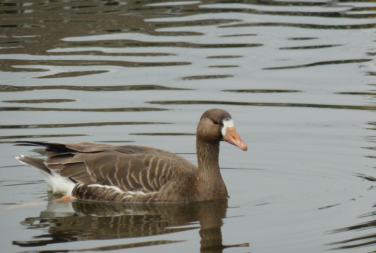 Greater White-fronted Goose - ML333547391