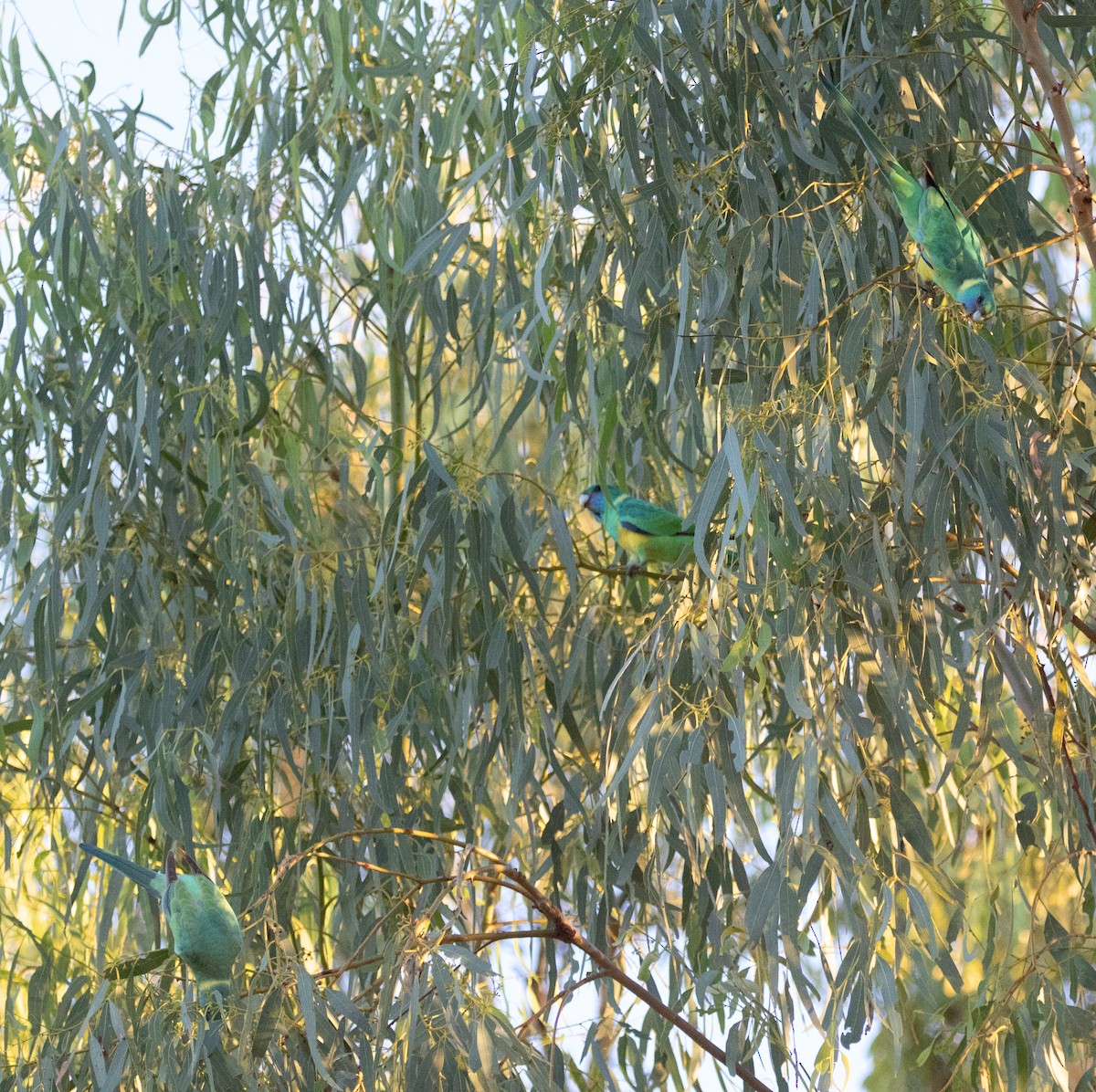 Воротничковый попугай (macgillivrayi) - ML333547681