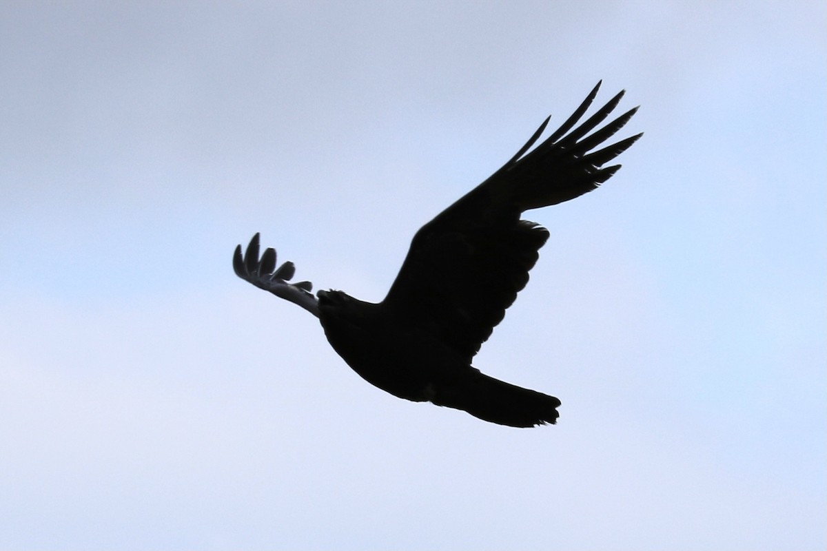 Common Raven - ML333549761