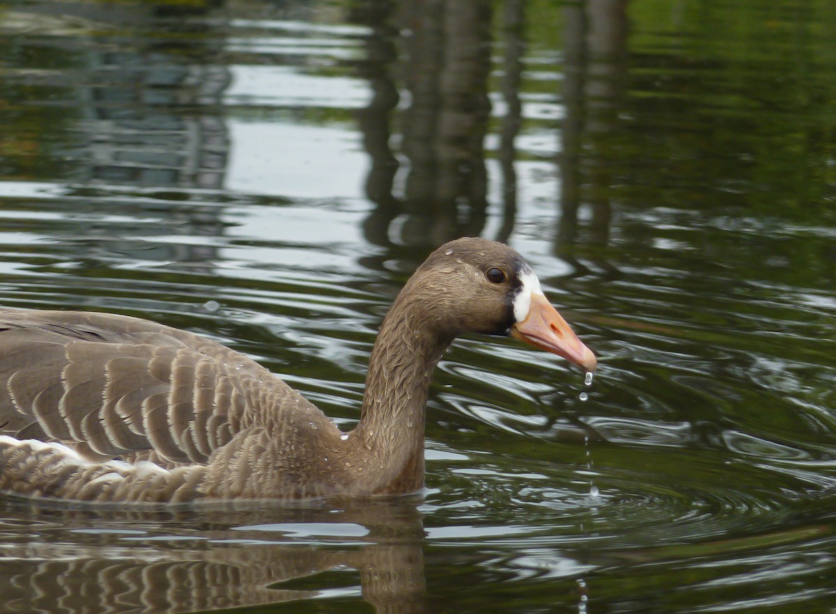 Greater White-fronted Goose - ML333550131