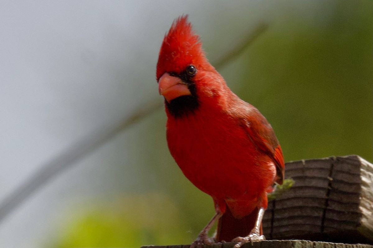 Northern Cardinal - ML333550591