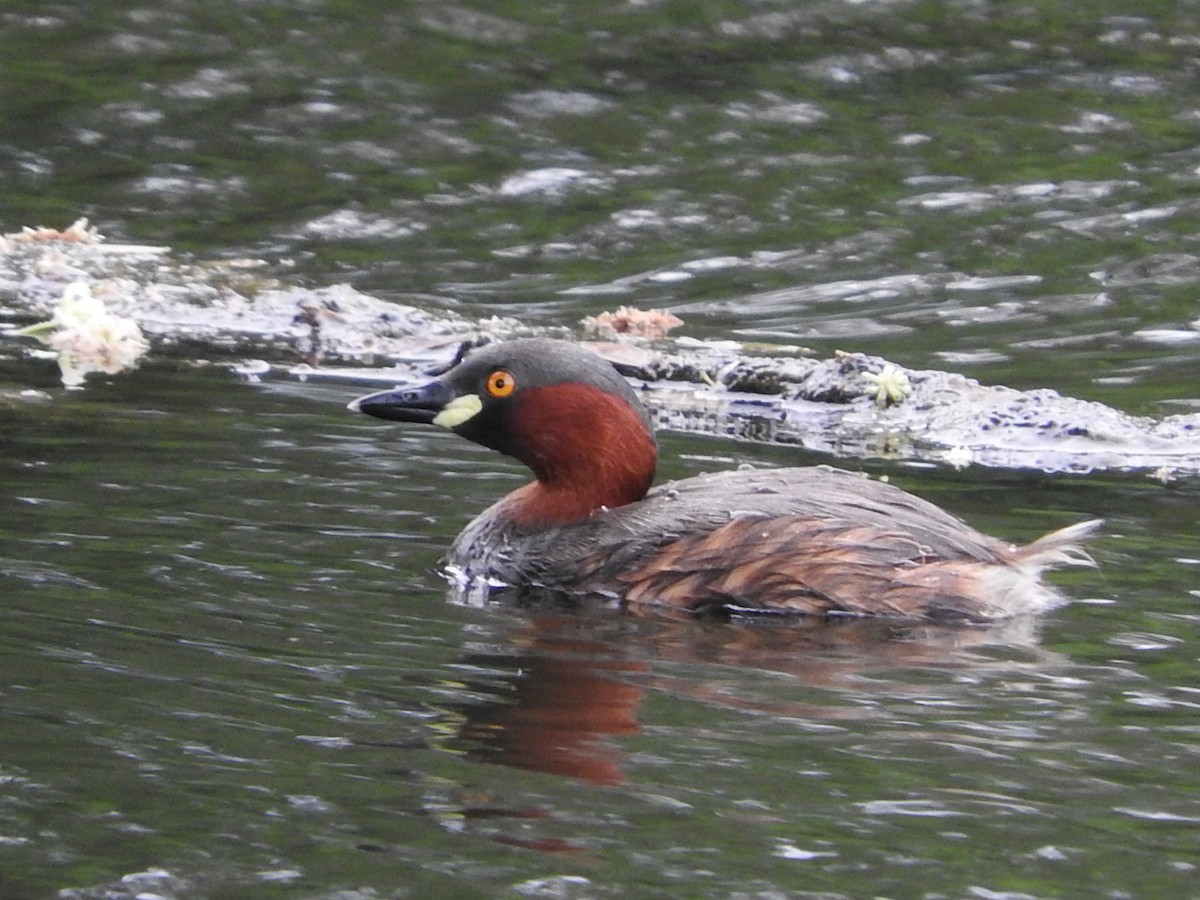 Little Grebe - namassivayan lakshmanan