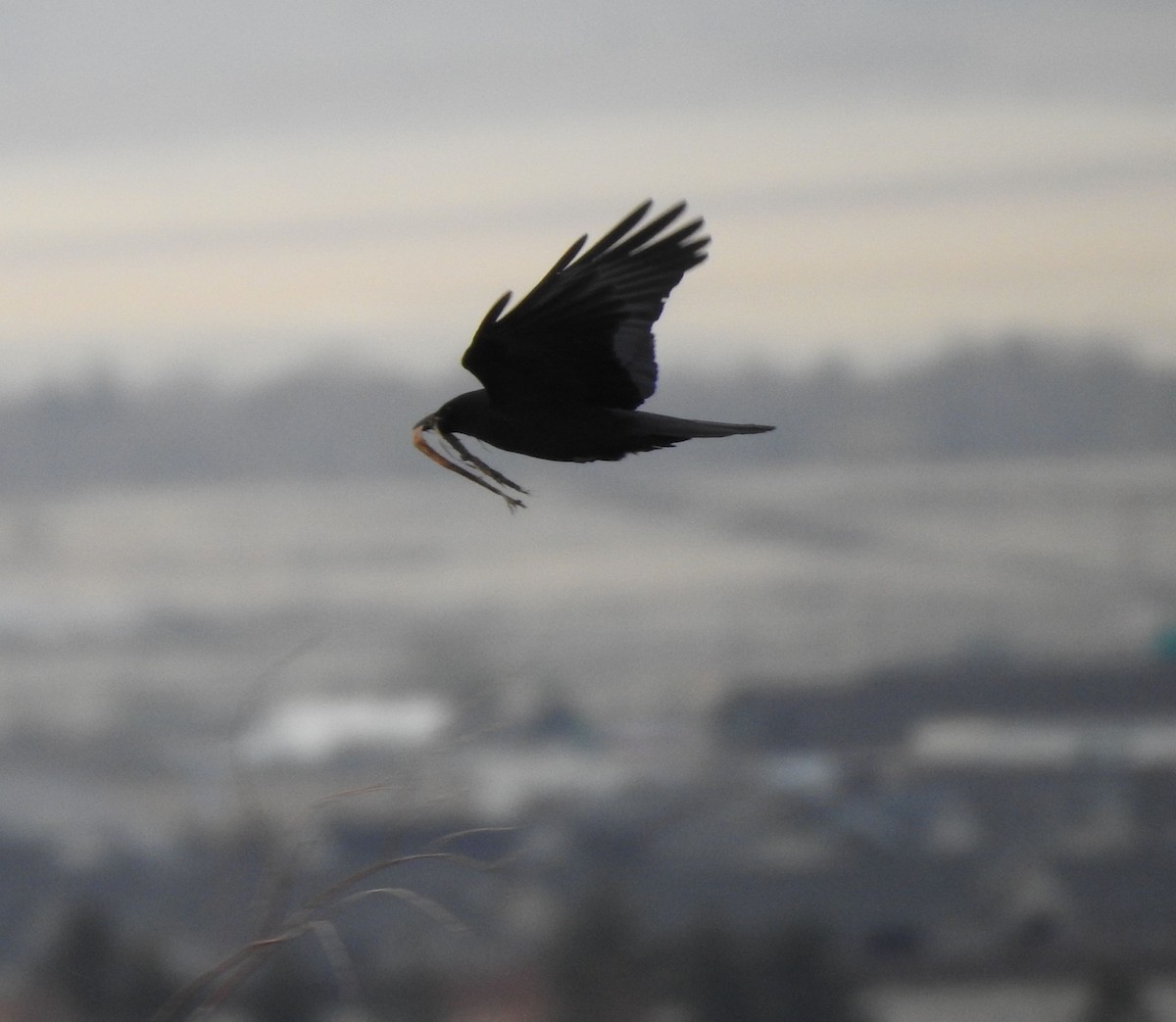 American Crow - ML333552391