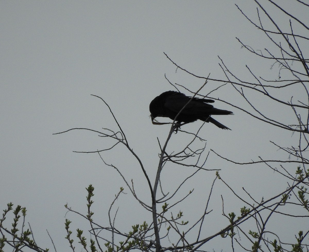 American Crow - ML333552401