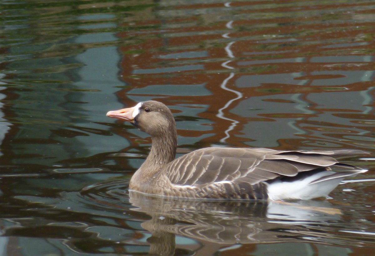 Greater White-fronted Goose - ML333552651
