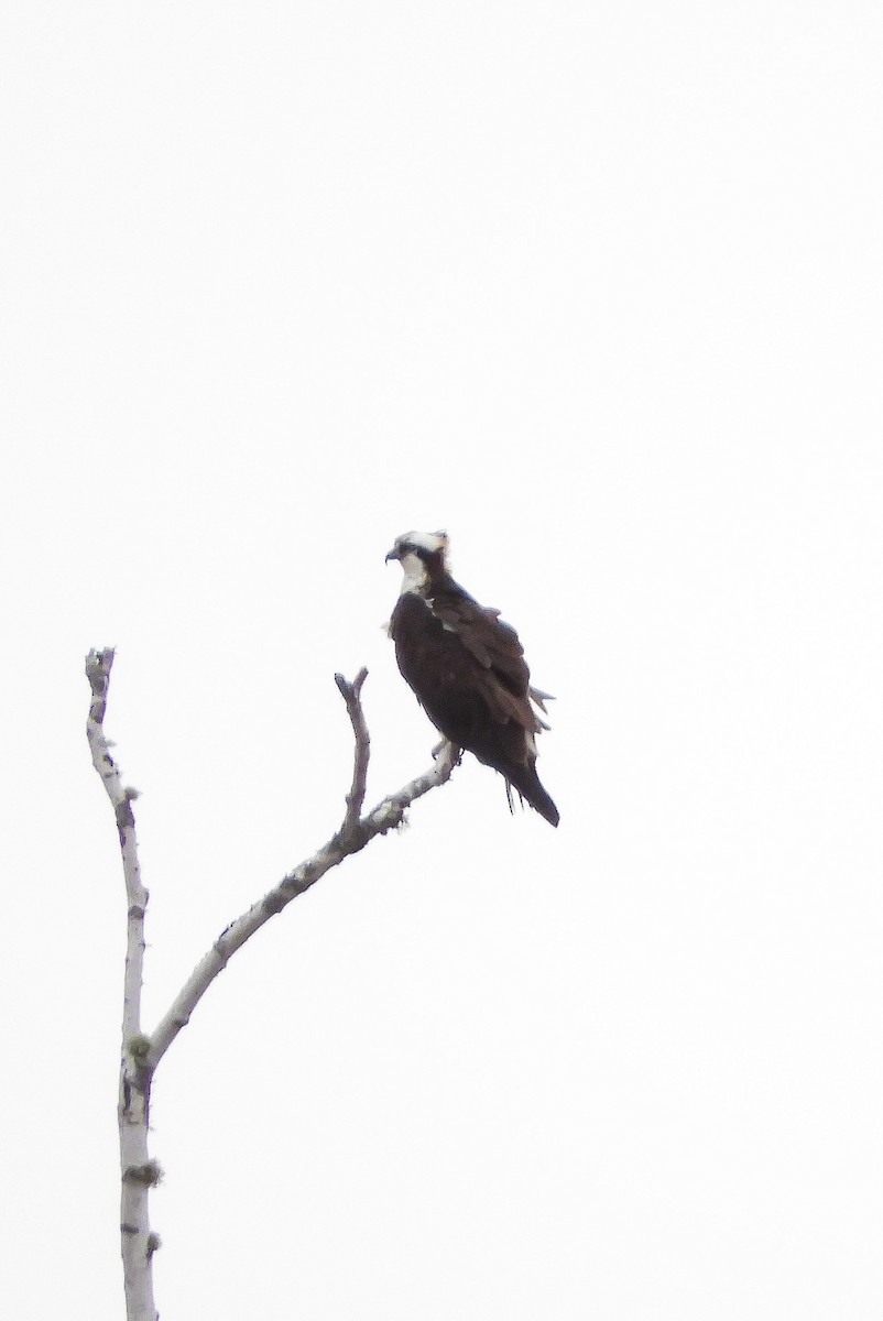 Águila Pescadora - ML333554381