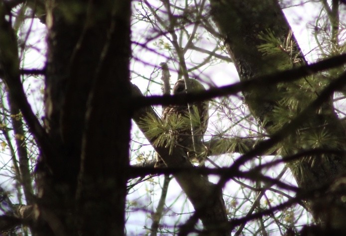 Barred Owl - ML333555971