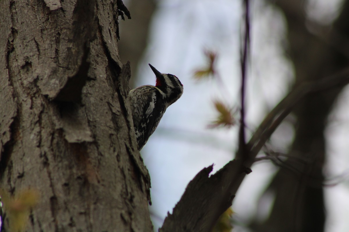 Yellow-bellied Sapsucker - ML333556081