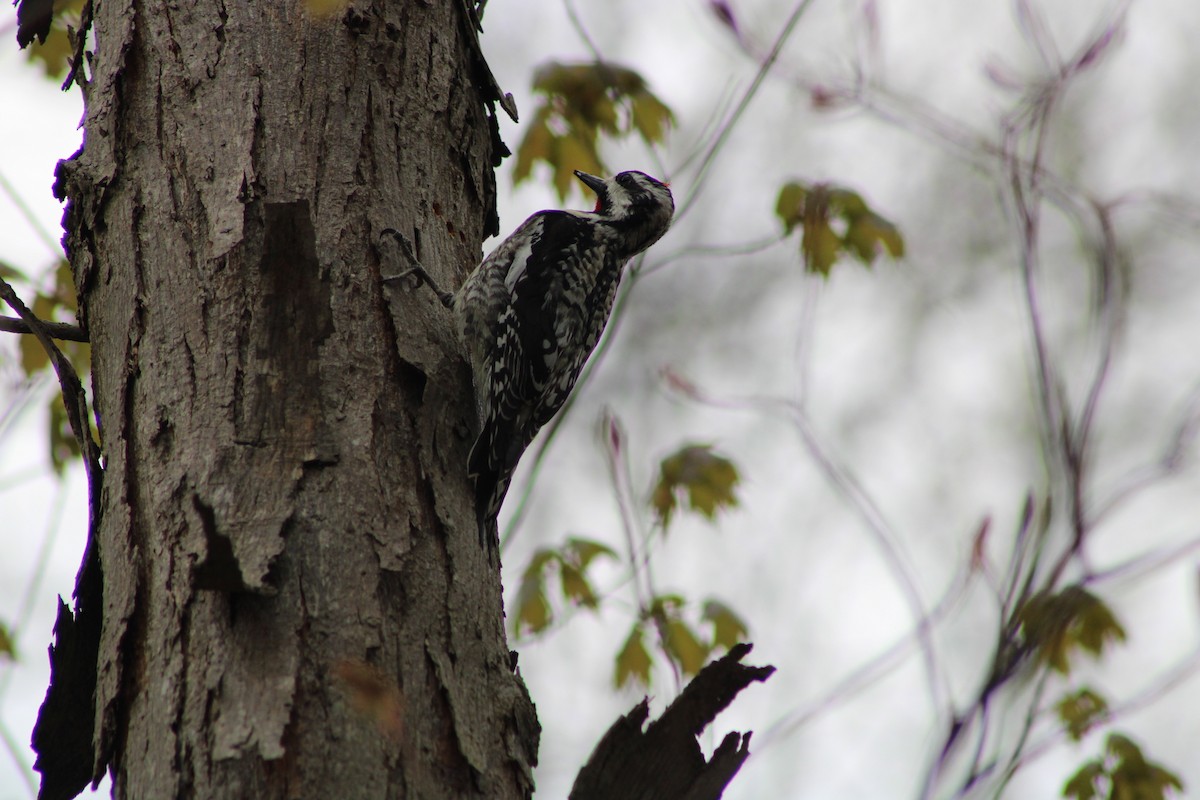 Yellow-bellied Sapsucker - ML333556091