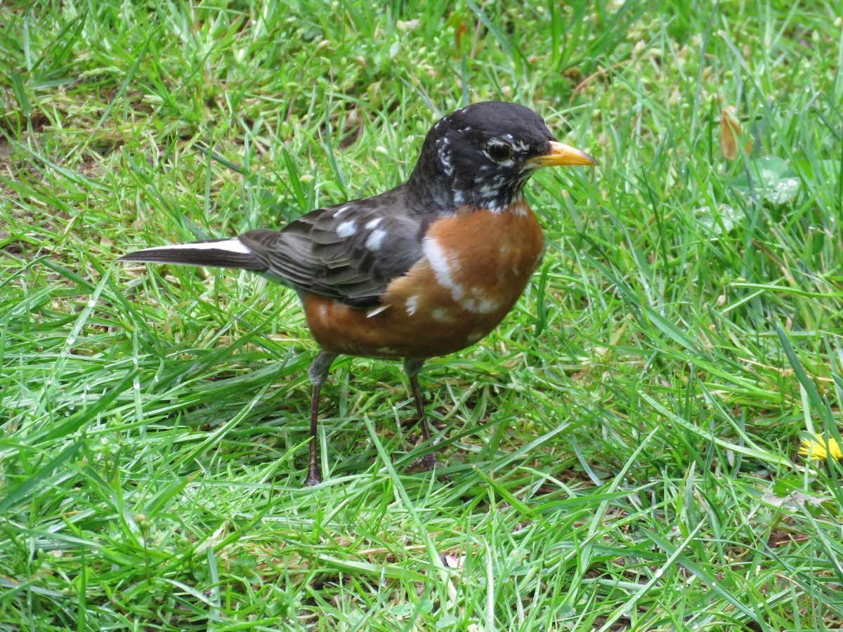 American Robin - ML333558911