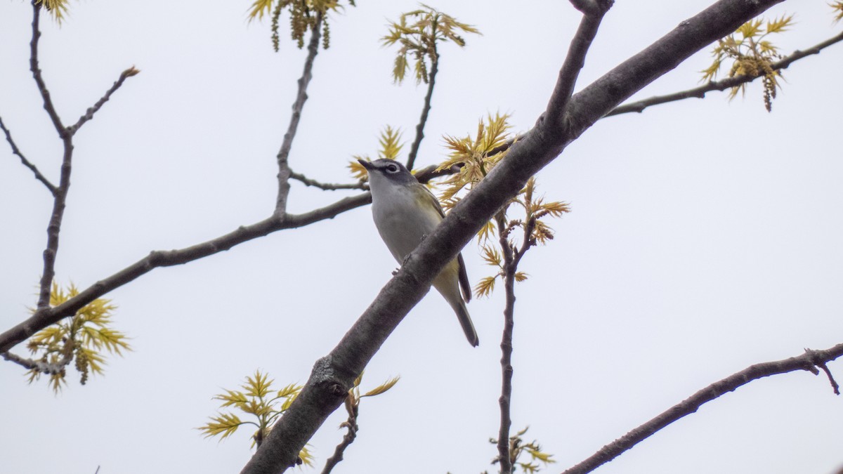 Blue-headed Vireo - Donald Slick