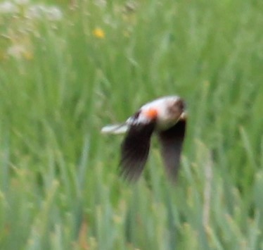 Red-winged Blackbird - ML333567601