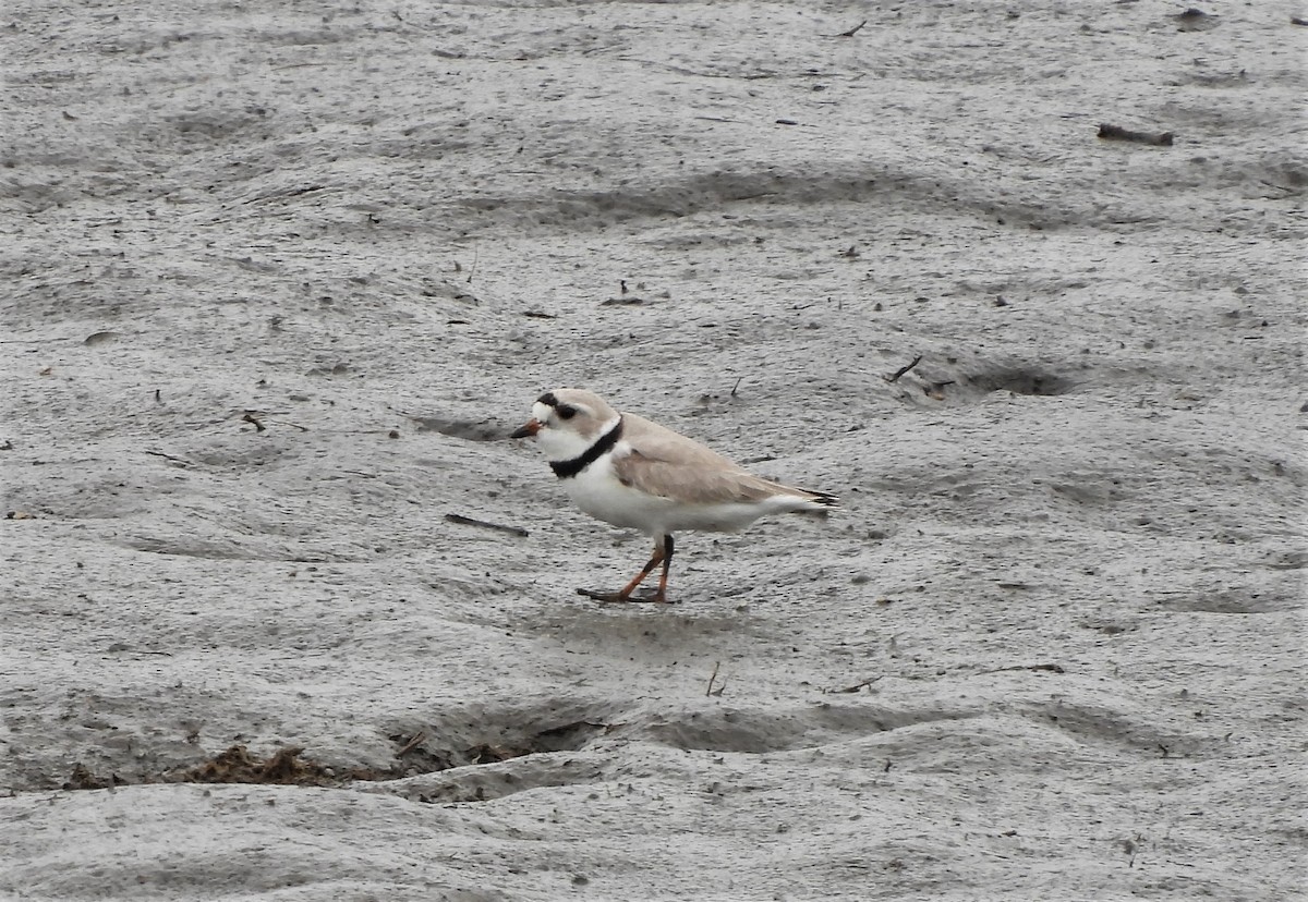 Piping Plover - Kimberly Emerson