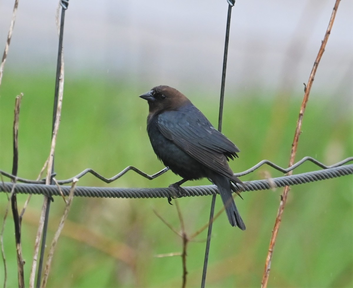 Brown-headed Cowbird - ML333568271