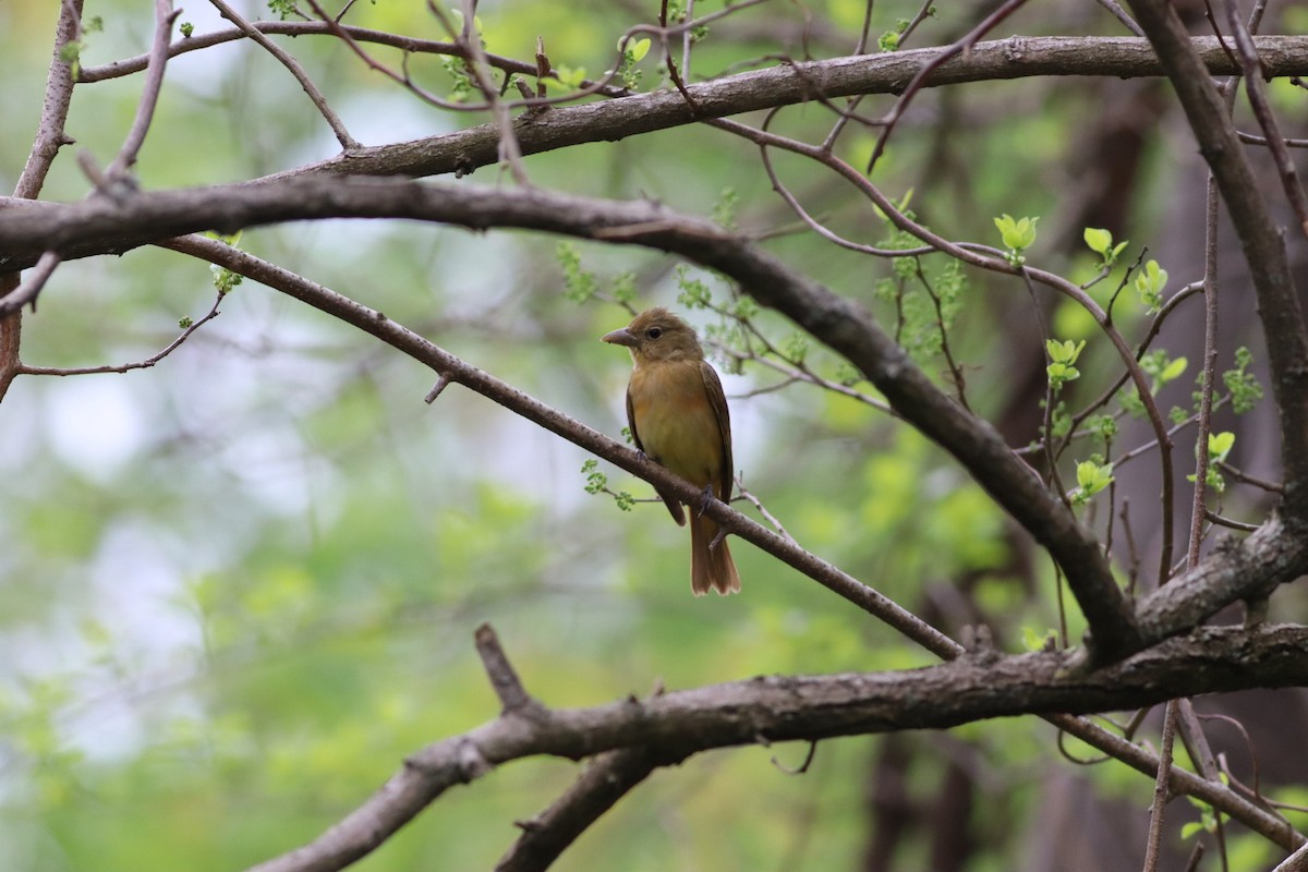 Summer Tanager - Johnny Votta