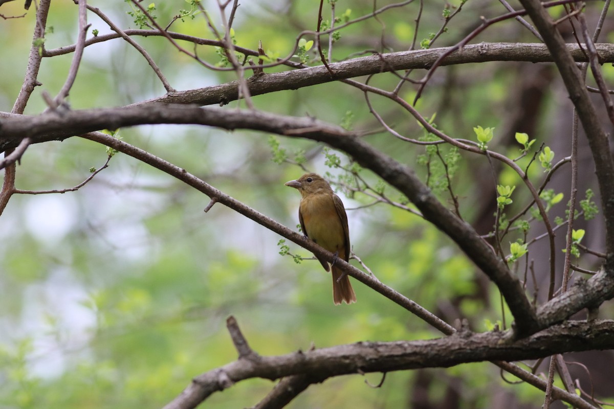 Summer Tanager - Johnny Votta