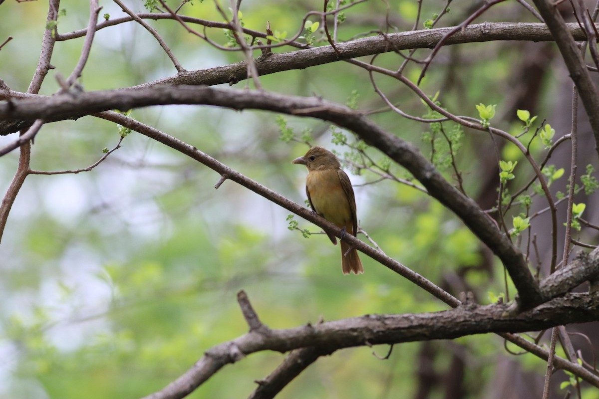 Summer Tanager - ML333568361