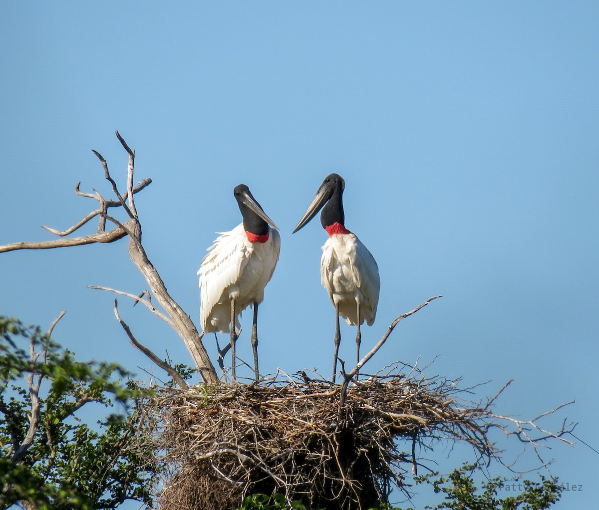 Jabiru - ML333571931